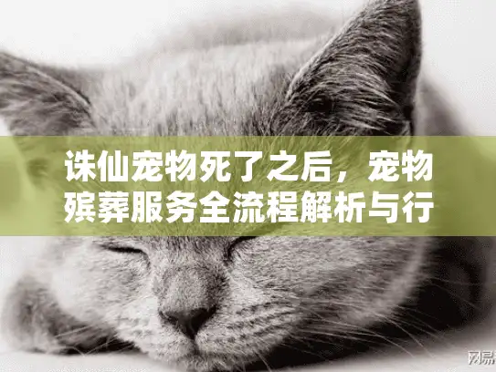 诛仙宠物死了之后，宠物殡葬服务全流程解析与行动指南