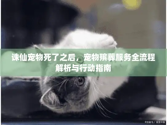 诛仙宠物死了之后，宠物殡葬服务全流程解析与行动指南