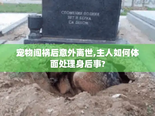 宠物闯祸后意外离世,主人如何体面处理身后事?