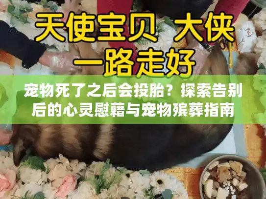 宠物死了之后会投胎？探索告别后的心灵慰藉与宠物殡葬指南