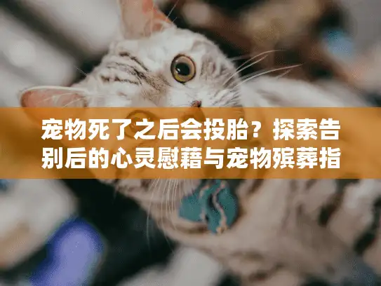 宠物死了之后会投胎？探索告别后的心灵慰藉与宠物殡葬指南