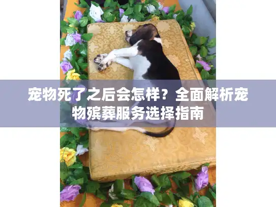 宠物死了之后会怎样？全面解析宠物殡葬服务选择指南