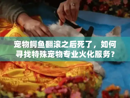 宠物鳄鱼翻滚之后死了，如何寻找特殊宠物专业火化服务？