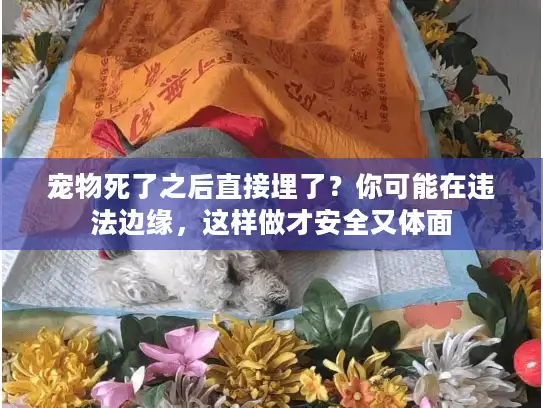 宠物死了之后直接埋了？你可能在违法边缘，这样做才安全又体面
