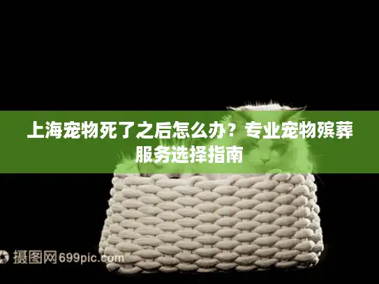 上海宠物死了之后怎么办？专业宠物殡葬服务选择指南