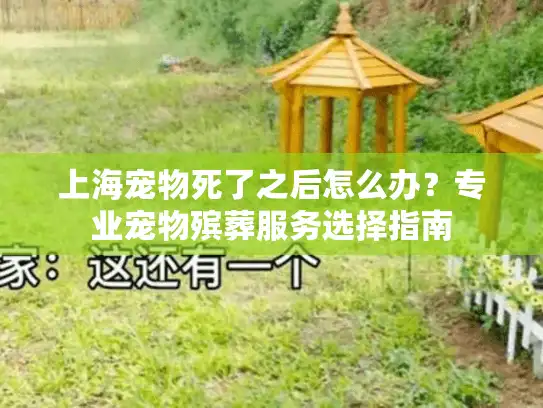 上海宠物死了之后怎么办？专业宠物殡葬服务选择指南