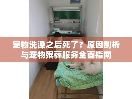 宠物洗澡之后死了？原因剖析与宠物殡葬服务全面指南