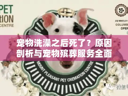 宠物洗澡之后死了？原因剖析与宠物殡葬服务全面指南