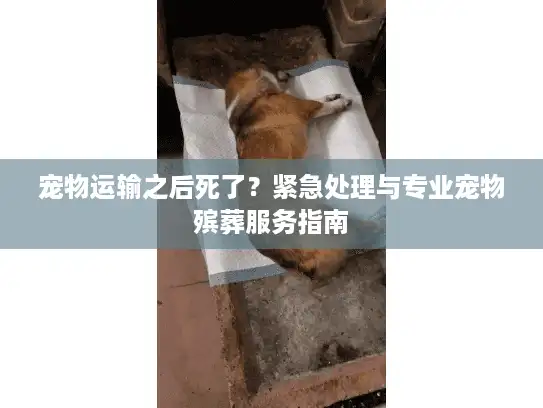 宠物运输之后死了？紧急处理与专业宠物殡葬服务指南