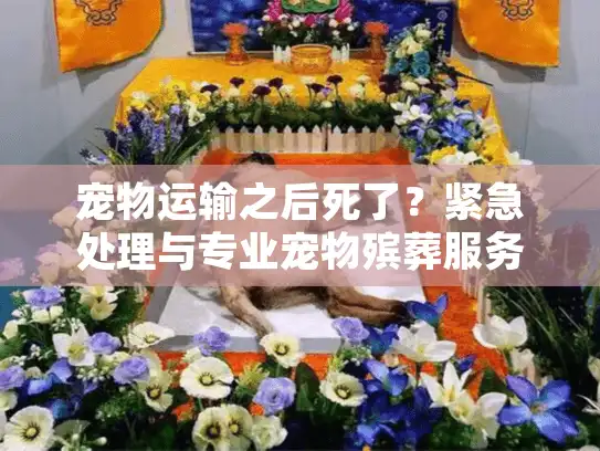 宠物运输之后死了？紧急处理与专业宠物殡葬服务指南