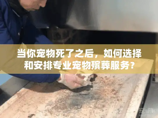 当你宠物死了之后，如何选择和安排专业宠物殡葬服务？