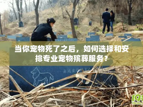 当你宠物死了之后，如何选择和安排专业宠物殡葬服务？