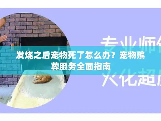 发烧之后宠物死了怎么办？宠物殡葬服务全面指南