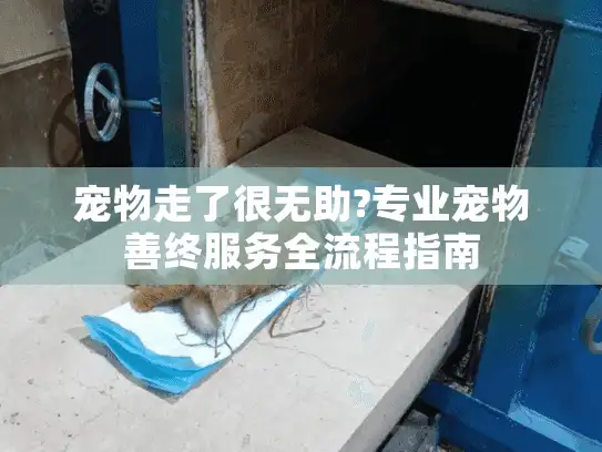 宠物走了很无助?专业宠物善终服务全流程指南