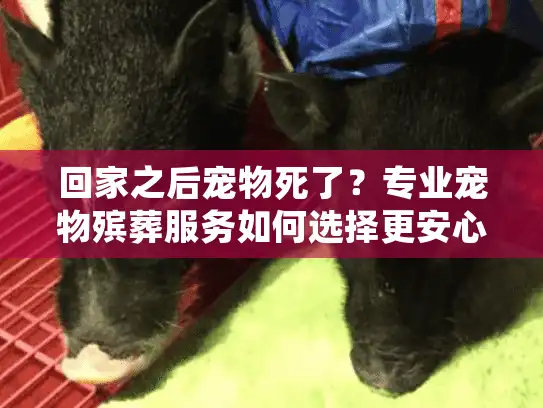 回家之后宠物死了？专业宠物殡葬服务如何选择更安心