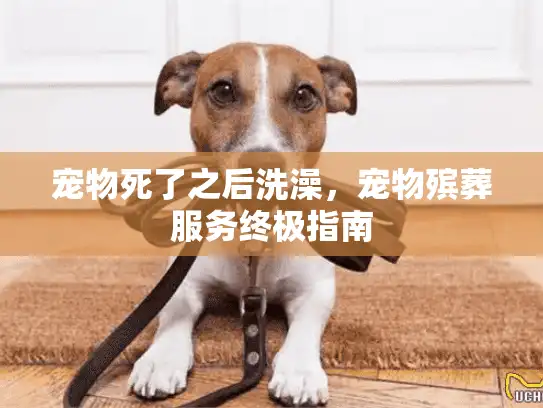 宠物死了之后洗澡，宠物殡葬服务终极指南