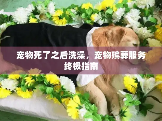 宠物死了之后洗澡，宠物殡葬服务终极指南