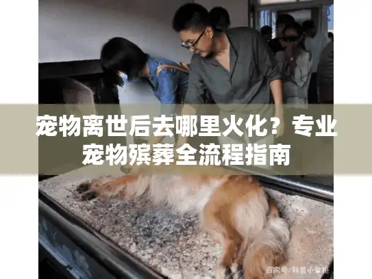 宠物离世后去哪里火化？专业宠物殡葬全流程指南
