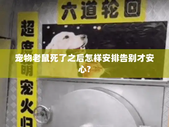宠物老鼠死了之后怎样安排告别才安心?
