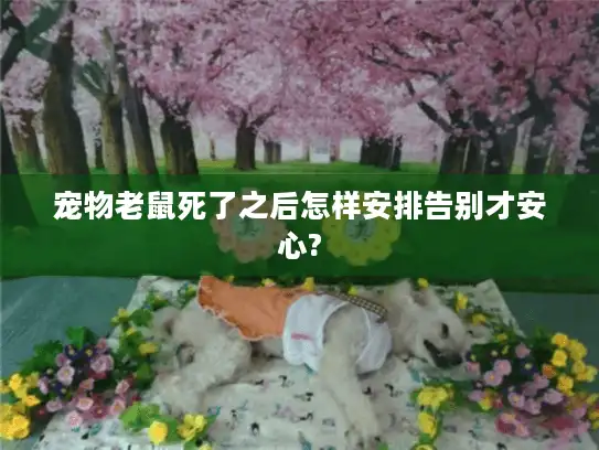 宠物老鼠死了之后怎样安排告别才安心?