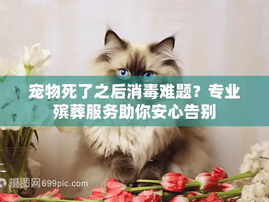 宠物死了之后消毒难题？专业殡葬服务助你安心告别
