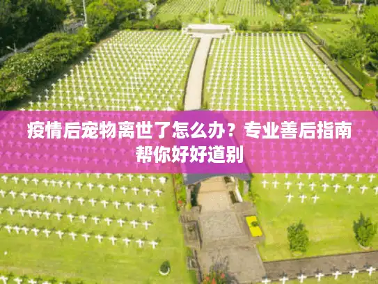 疫情后宠物离世了怎么办？专业善后指南帮你好好道别