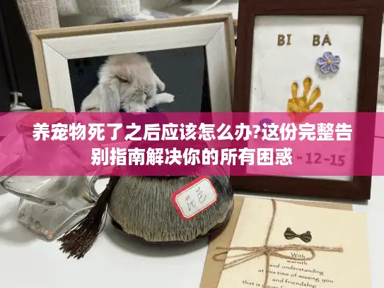 养宠物死了之后应该怎么办?这份完整告别指南解决你的所有困惑