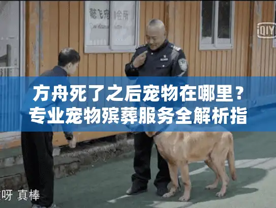 方舟死了之后宠物在哪里？专业宠物殡葬服务全解析指南