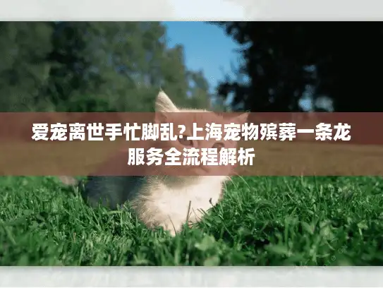 爱宠离世手忙脚乱?上海宠物殡葬一条龙服务全流程解析