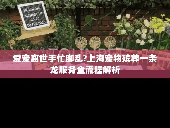 爱宠离世手忙脚乱?上海宠物殡葬一条龙服务全流程解析