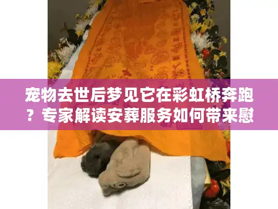 宠物去世后梦见它在彩虹桥奔跑？专家解读安葬服务如何带来慰藉