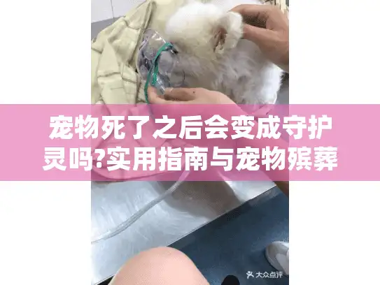 宠物死了之后会变成守护灵吗?实用指南与宠物殡葬服务解析