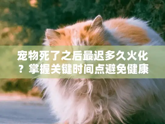 宠物死了之后最迟多久火化？掌握关键时间点避免健康风险