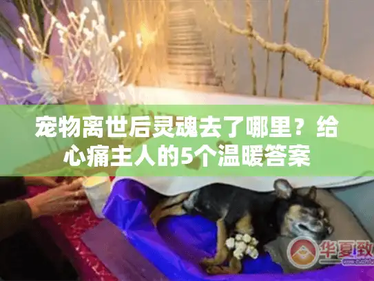 宠物离世后灵魂去了哪里？给心痛主人的5个温暖答案