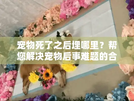 宠物死了之后埋哪里？帮您解决宠物后事难题的合法埋葬指南