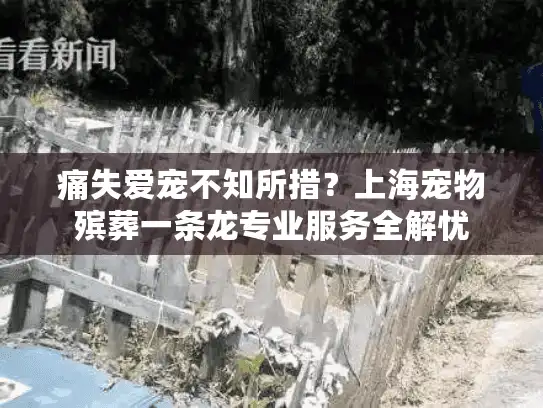 痛失爱宠不知所措？上海宠物殡葬一条龙专业服务全解忧