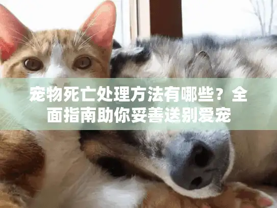宠物死亡处理方法有哪些？全面指南助你妥善送别爱宠