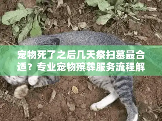 宠物死了之后几天祭扫墓最合适？专业宠物殡葬服务流程解析