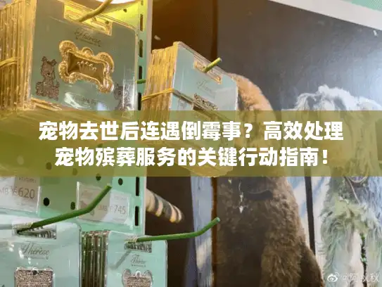 宠物去世后连遇倒霉事？高效处理宠物殡葬服务的关键行动指南！