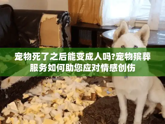 宠物死了之后能变成人吗?宠物殡葬服务如何助您应对情感创伤