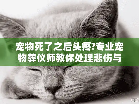 宠物死了之后头疼?专业宠物葬仪师教你处理悲伤与事务的困境