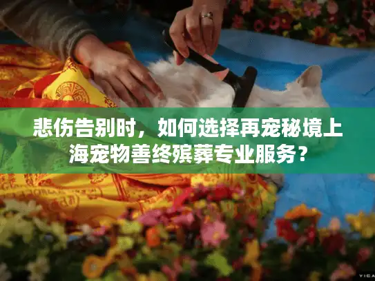 悲伤告别时，如何选择再宠秘境上海宠物善终殡葬专业服务？