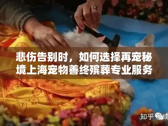 悲伤告别时，如何选择再宠秘境上海宠物善终殡葬专业服务？