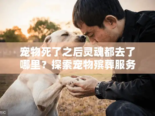 宠物死了之后灵魂都去了哪里？探索宠物殡葬服务的心灵慰藉