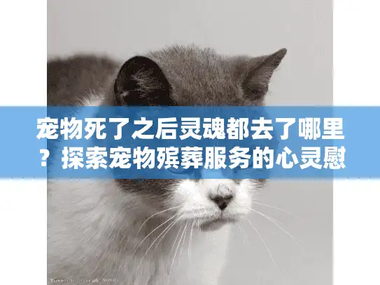 宠物死了之后灵魂都去了哪里？探索宠物殡葬服务的心灵慰藉