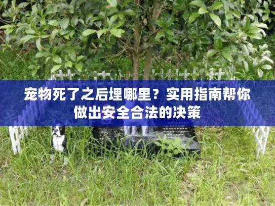 宠物死了之后埋哪里？实用指南帮你做出安全合法的决策