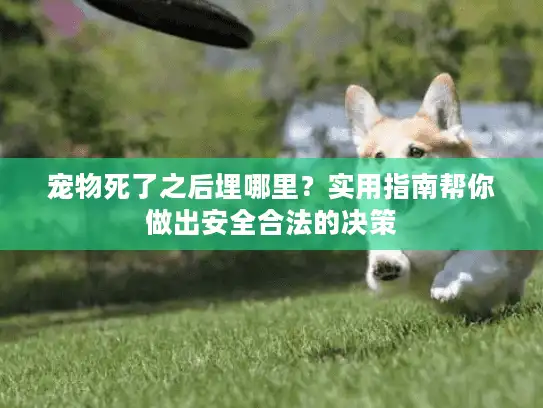 宠物死了之后埋哪里？实用指南帮你做出安全合法的决策