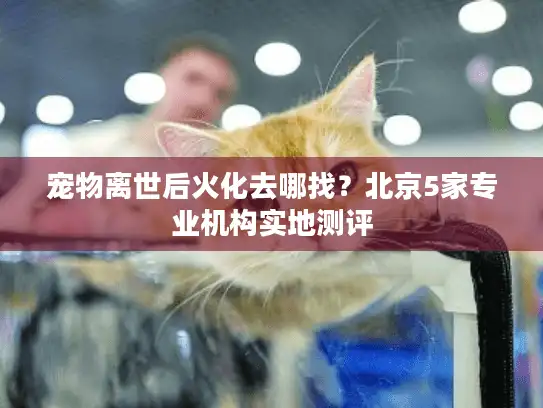 宠物离世后火化去哪找？北京5家专业机构实地测评