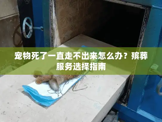 宠物死了一直走不出来怎么办？殡葬服务选择指南