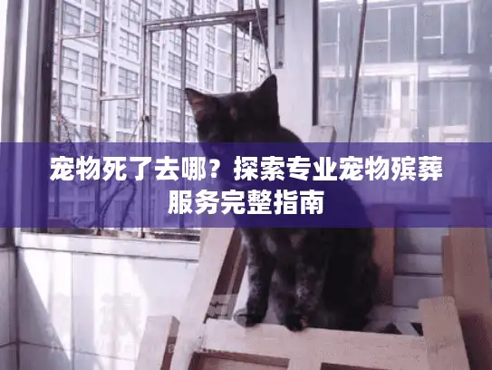 宠物死了去哪？探索专业宠物殡葬服务完整指南